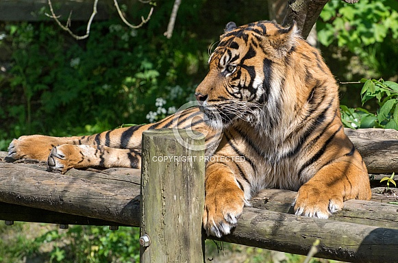 Siberian Tiger
