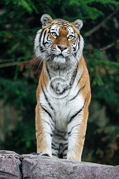 Amur Tiger Amur Tiger