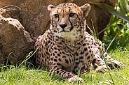 Cheetah Lying Down Resting