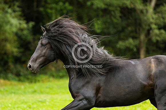Black Horse Black Horse