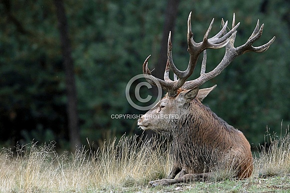 Red Deer