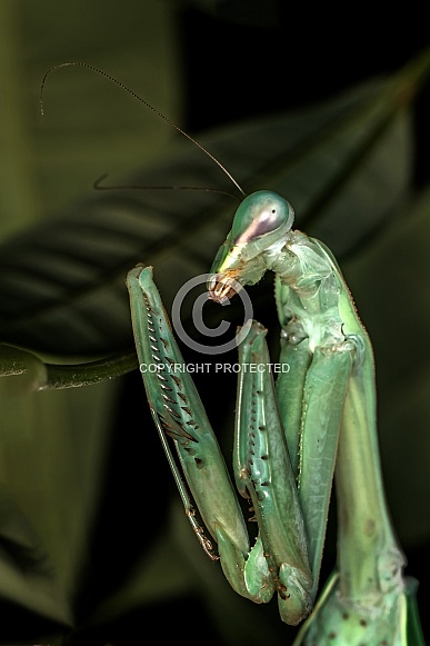 Praying Mantis
