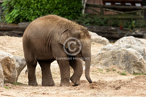 Young Elephant