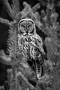 Great Grey Owl--Great Grey Tree Topper
