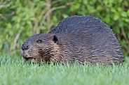 Beaver in nature