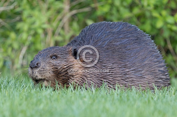 Beaver in nature