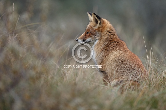 Red fox