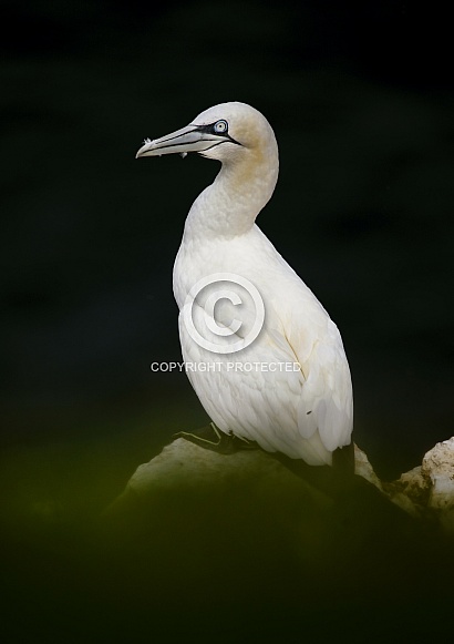 Northern gannet