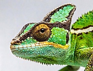 adult Yemen Veiled Chameleon - Chamaeleo calyptratus - close up. Multicolor Beautiful Chameleon closeup reptile with colorful bright skin.  Exotic Tropical Pet isolated on white background