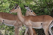 Impala (Rooibok) Redbuck