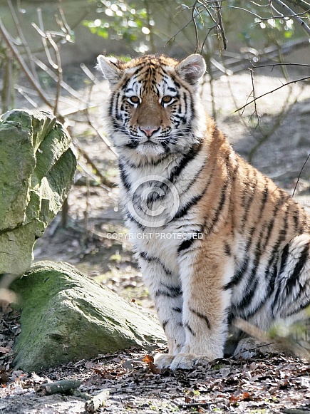 Amur Tiger