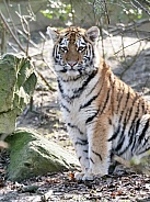 Amur Tiger