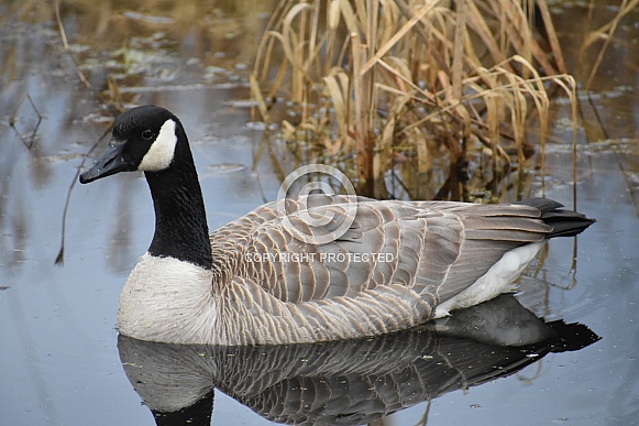 Canada Goose Canada Goose