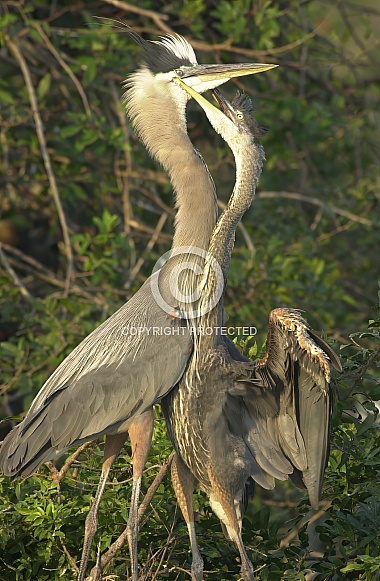 Great Blue Heron