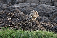 The short-eared owl (Asio flammeus)