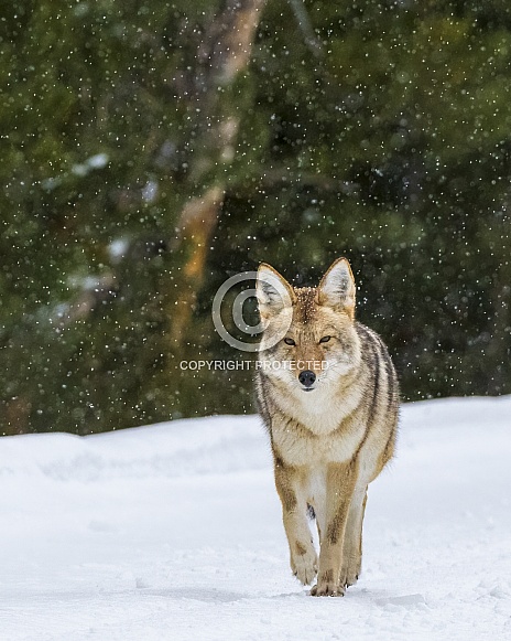 Coyote