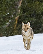 Coyote