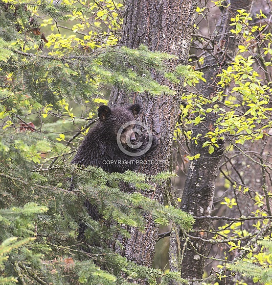 Black Bear Cub