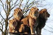 African lion brothers