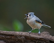 Tufted Titmouse