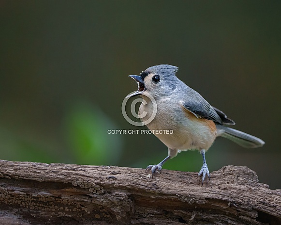 Tufted Titmouse