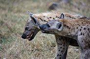 Hyenas (wild)
