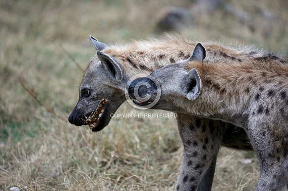 Hyenas (wild)