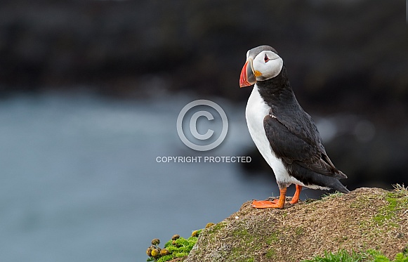 Puffin the birds from the arctic.