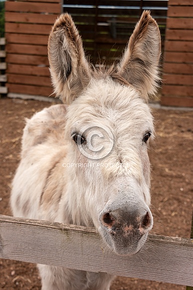 Donkey Head Shot Over Fence