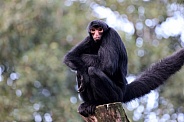 Red-faced spider monkey (Ateles paniscus)