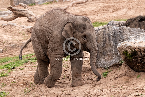 Asiatic Elephant Calf Full Body