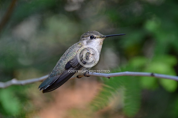 Hummingbird with Pollen on Face