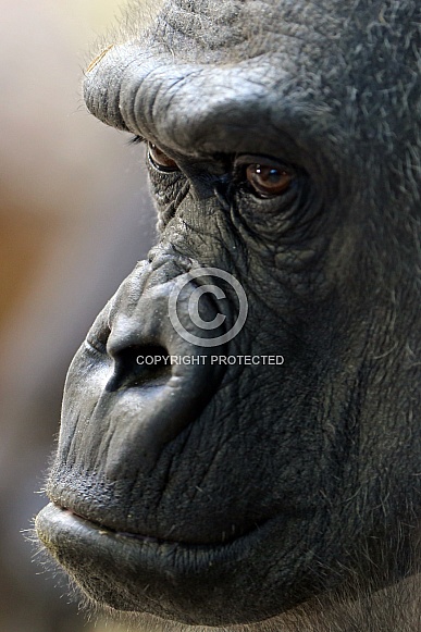 Western lowland gorilla (Gorilla gorilla gorilla)