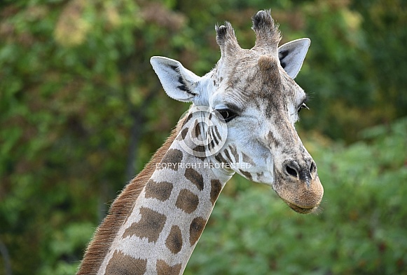 Rothschild's giraffe