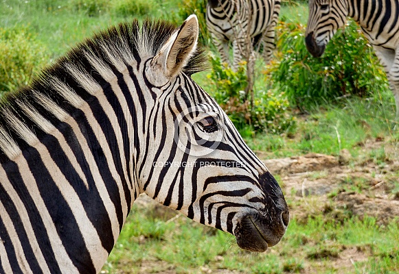 Zebra