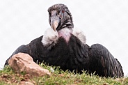 Andean Condor Lying Down Resting