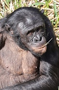 Bonobo (Pan Paniscus)