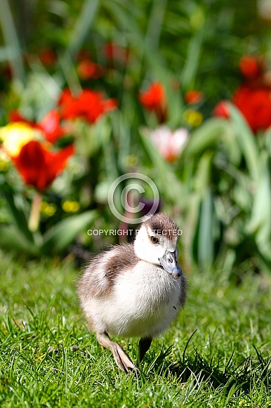 Young nile goose and tulips