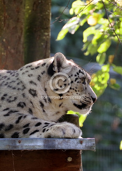 Snow leopard Snow leopard