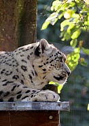 Snow leopard