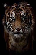 Sumatran tiger