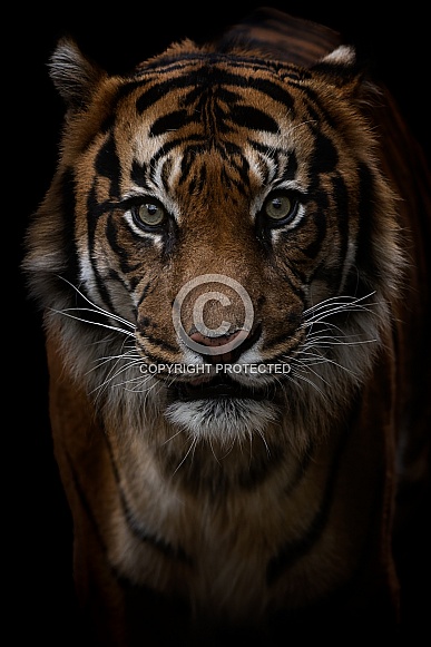 Sumatran tiger