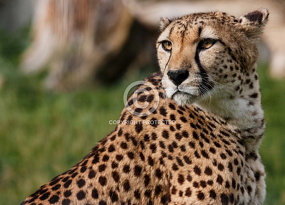 cheetah