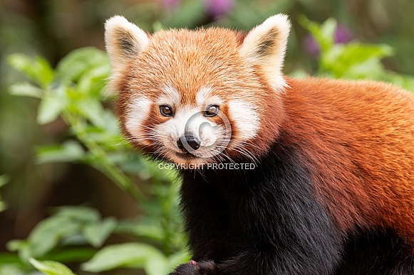 Red Panda Looking At Camera Red Panda Looking At Camera
