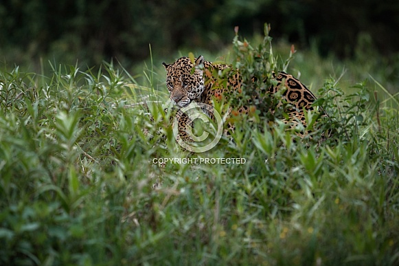 American jaguar in the nature habitat