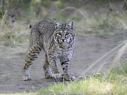 Arizona Bobcat startled while hunting