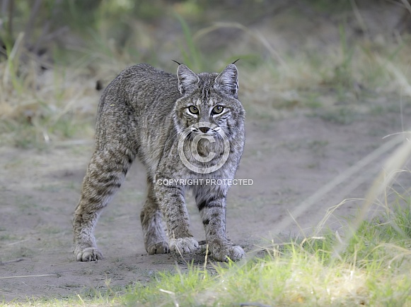 Arizona Bobcat startled while hunting