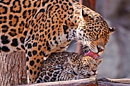 Leopard and Cub