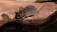 White Footed Mouse, Peromyscus leucopus