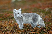 Arctic fox